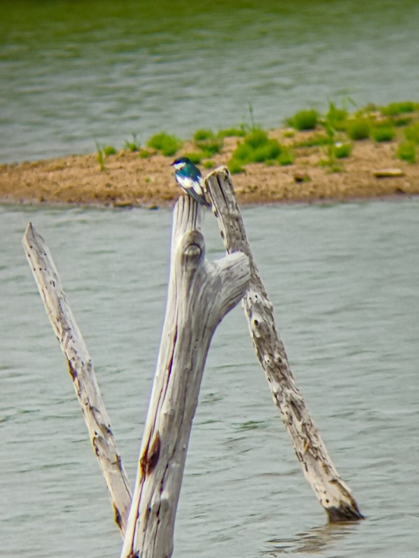 White-winged Swallow - ML641790910