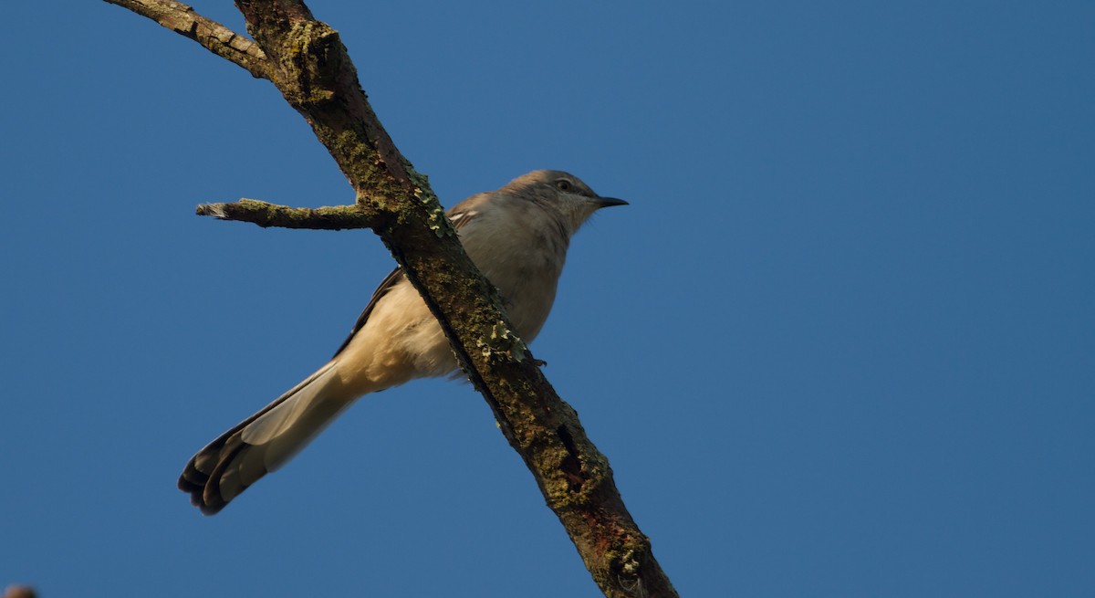 Northern Mockingbird - ML641790916