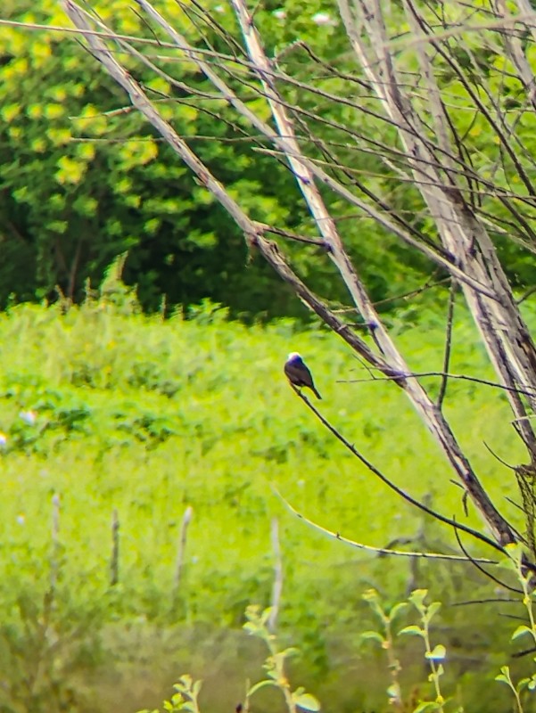 White-headed Marsh Tyrant - ML641790917