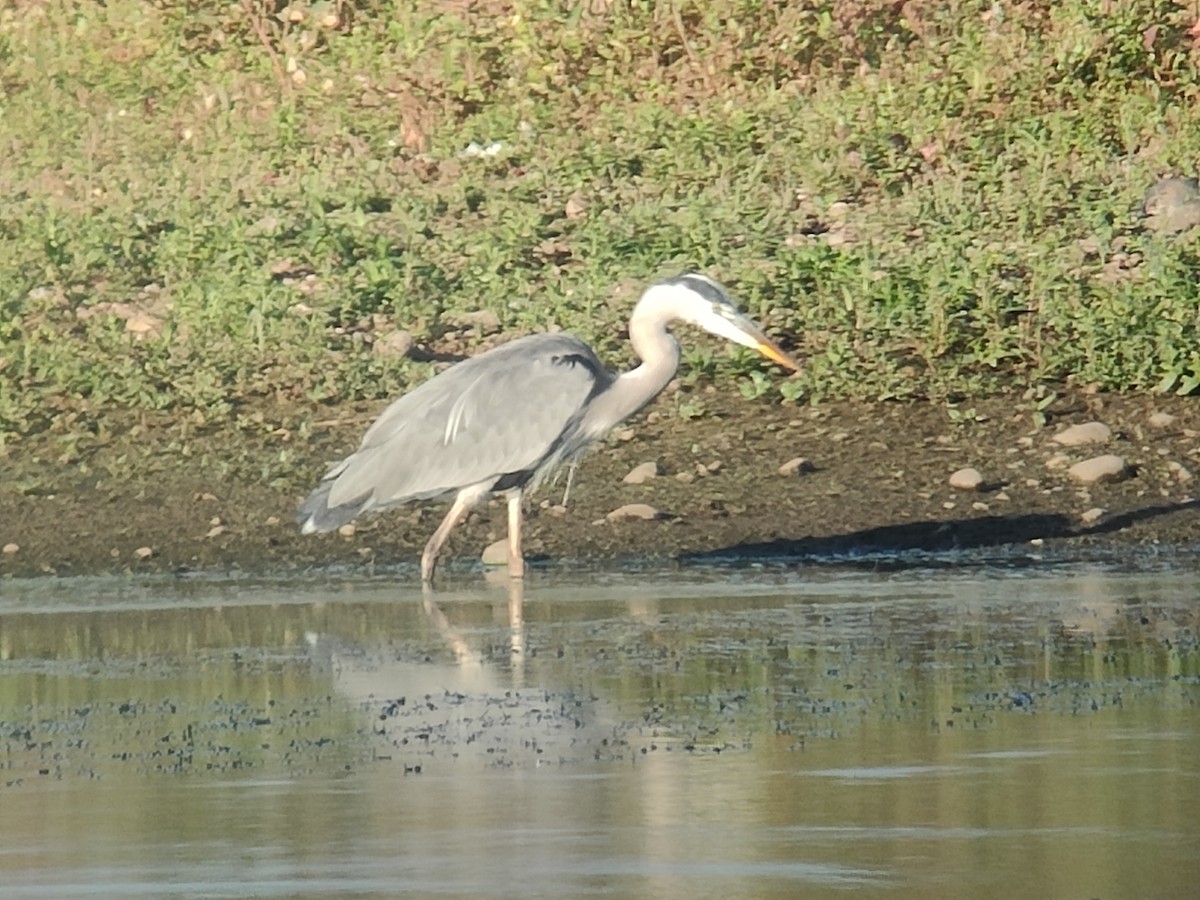 Great Egret - ML641790923
