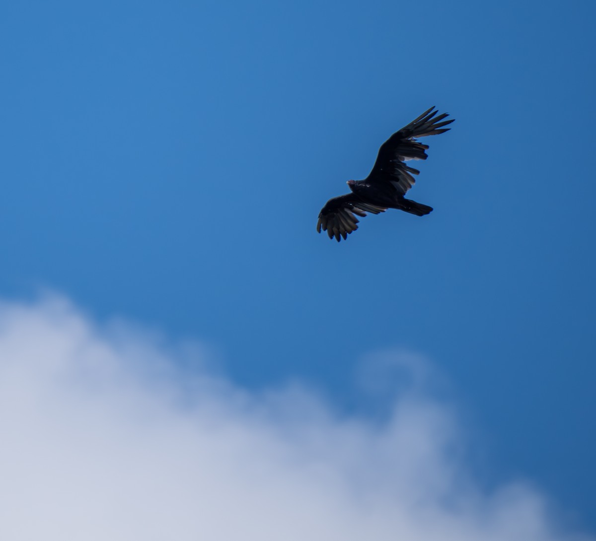 Turkey Vulture - ML641790928