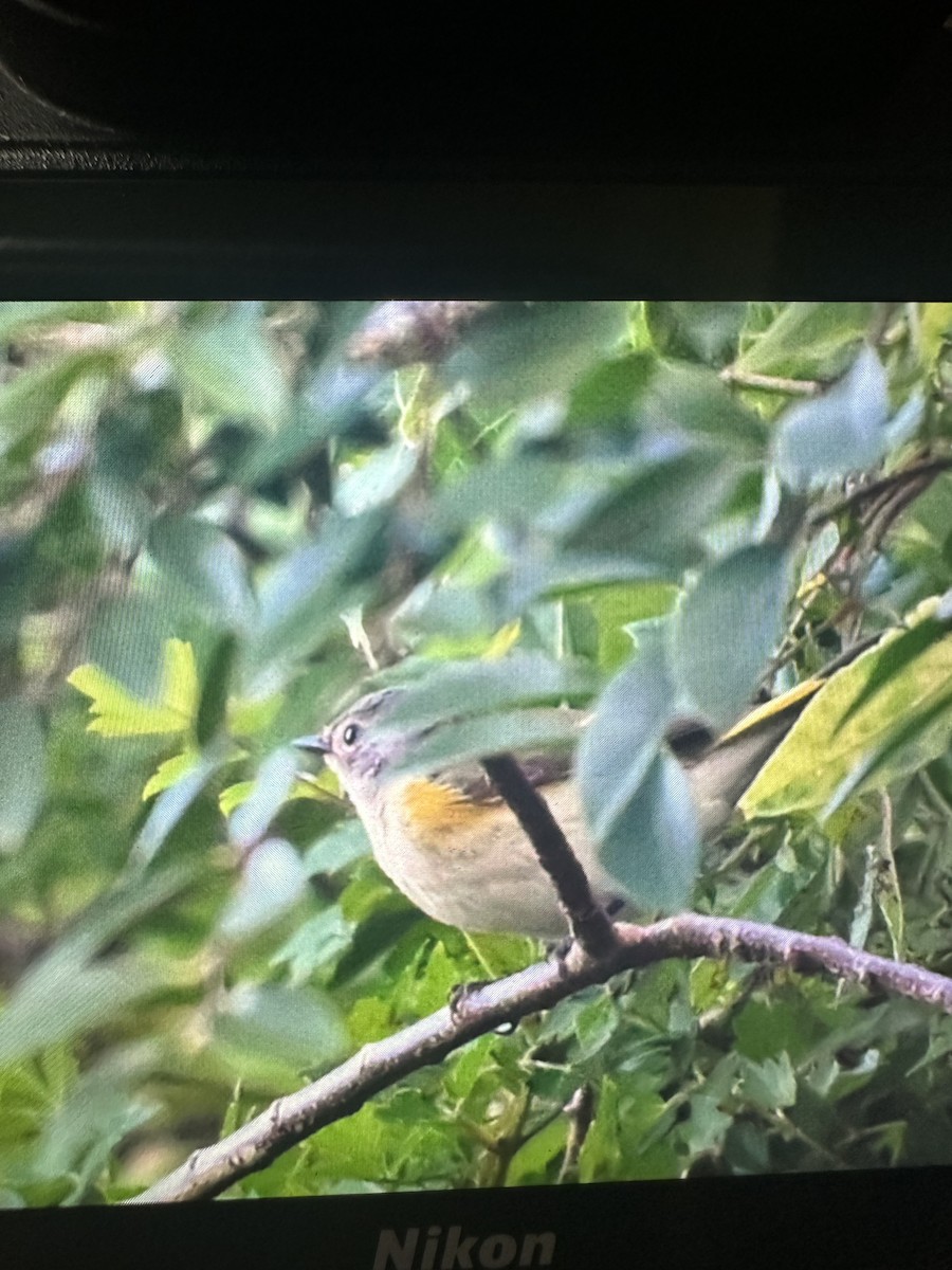 American Redstart - ML641790929