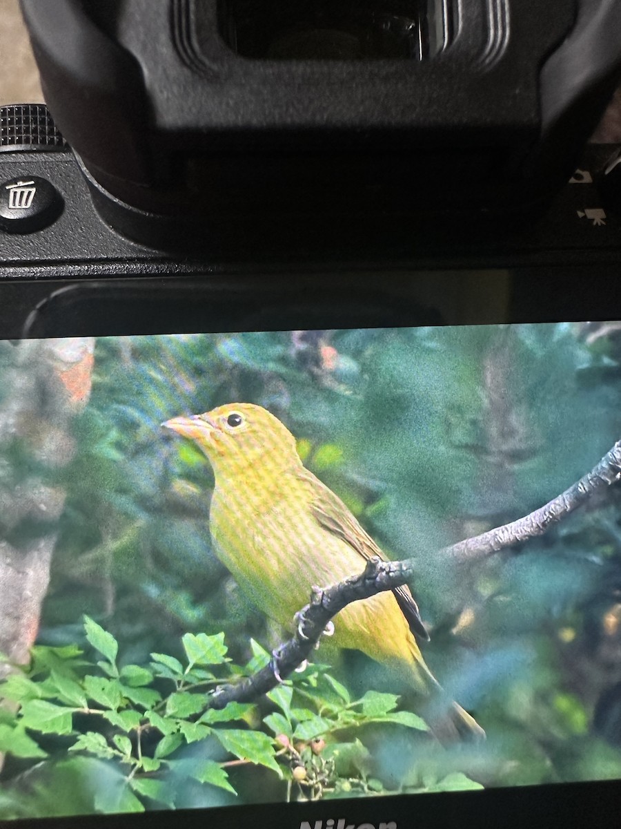 Summer Tanager - ML641790931