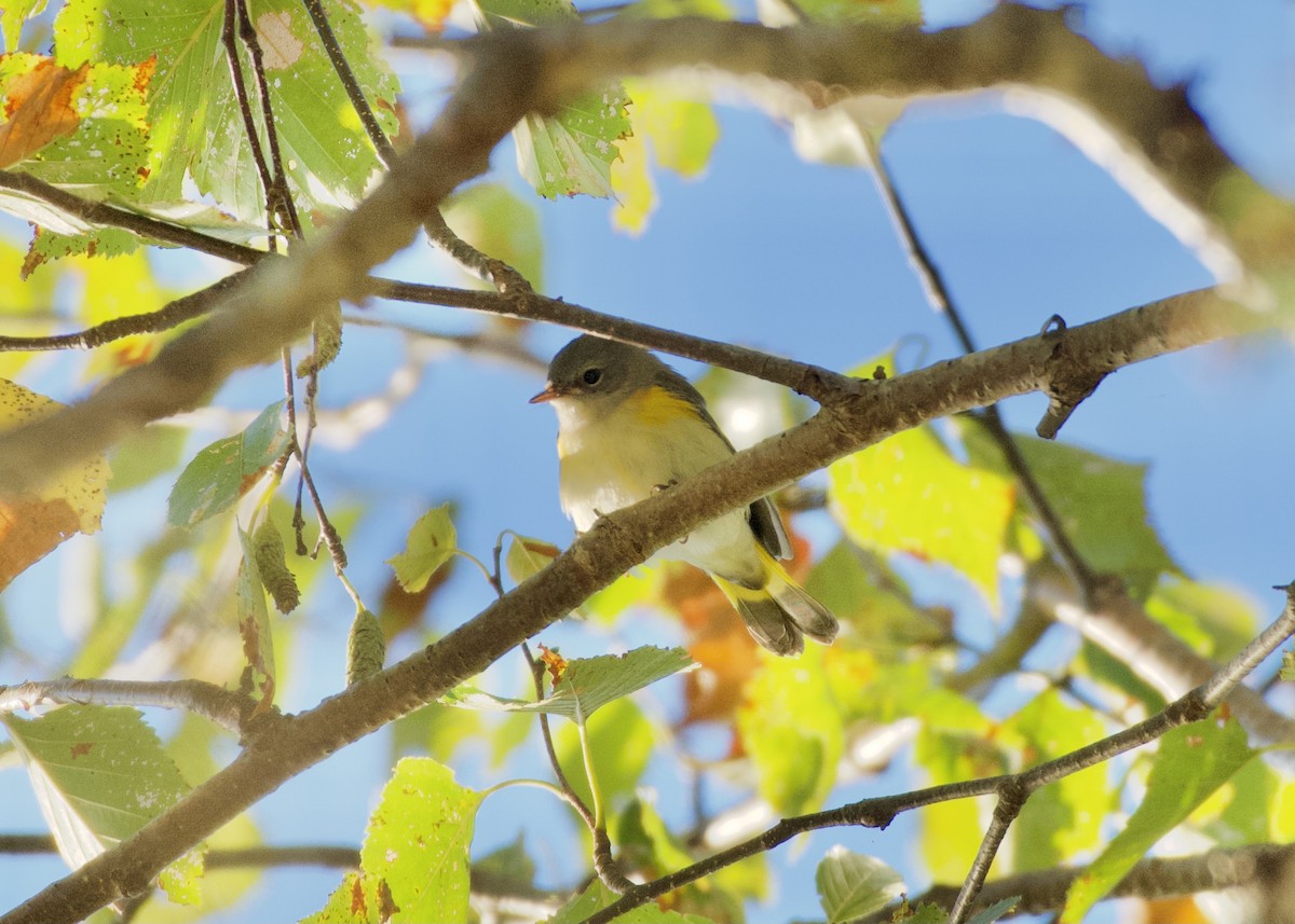 American Redstart - ML641790932