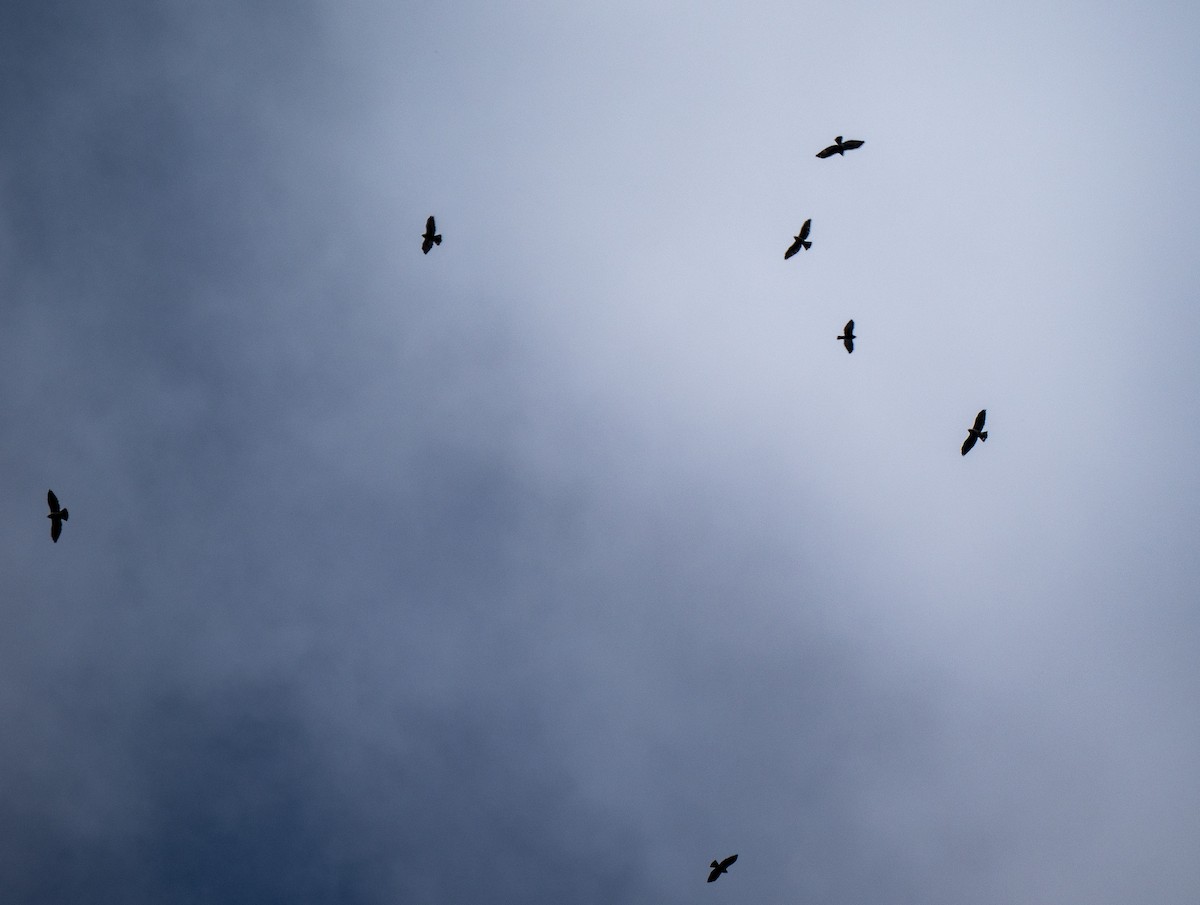 Broad-winged Hawk - ML641790933
