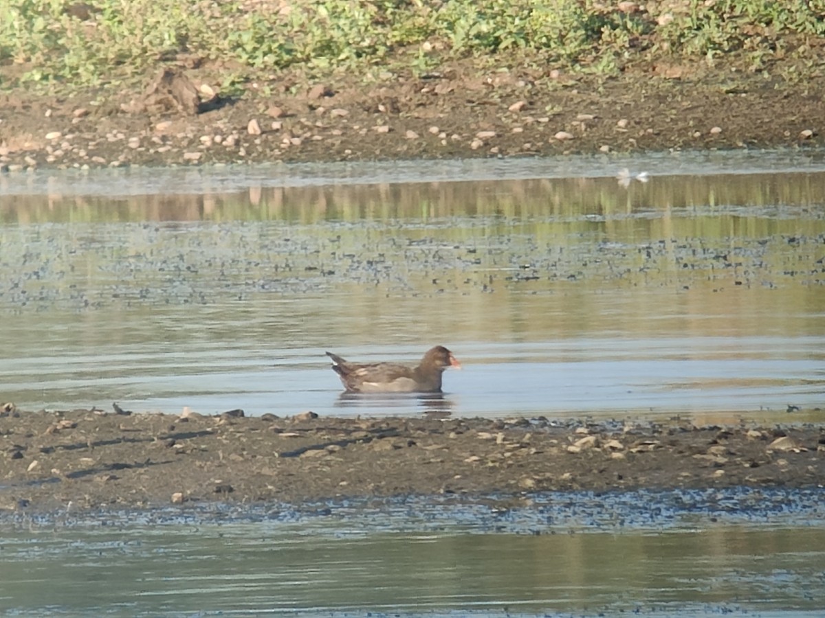 Eurasian Moorhen - ML641790934