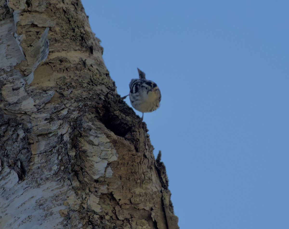 Black-and-white Warbler - ML641790935