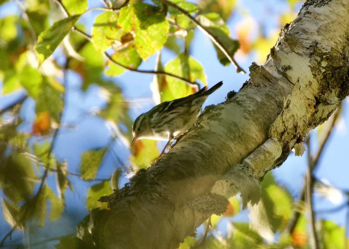 Black-and-white Warbler - ML641790936