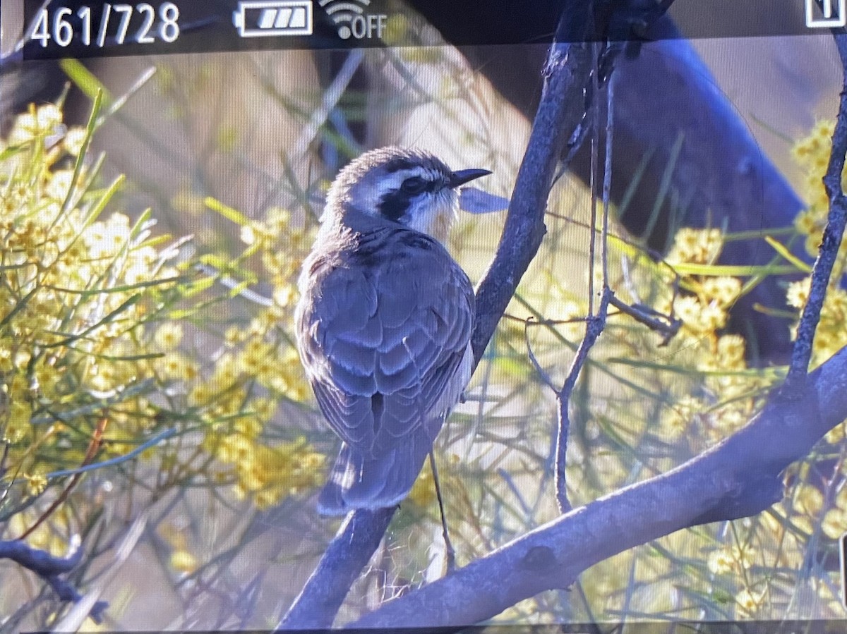 Black-eared Cuckoo - ML641790937