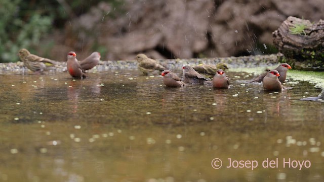 Common Waxbill - ML641790939