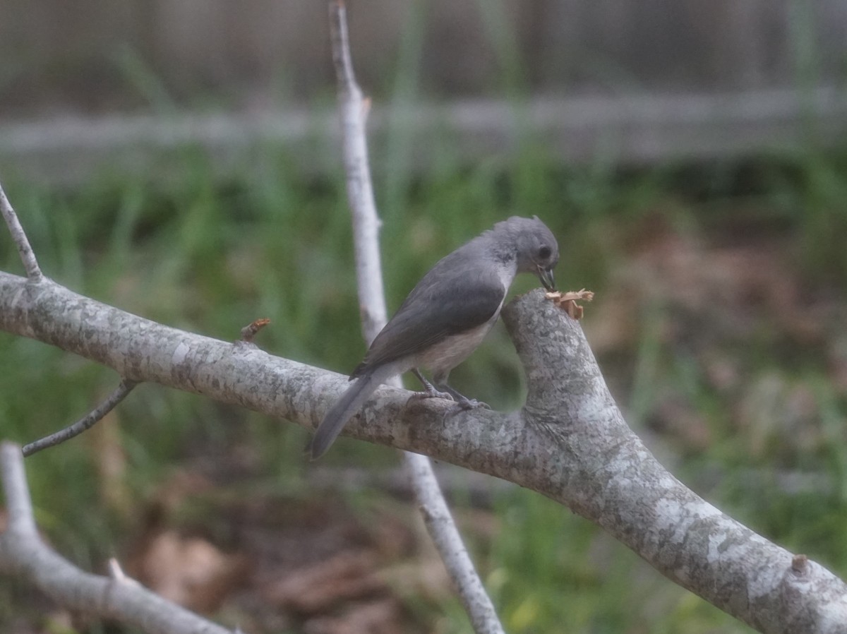 Tufted Titmouse - ML641790940