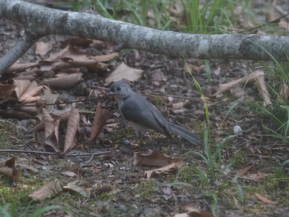 Tufted Titmouse - ML641790941