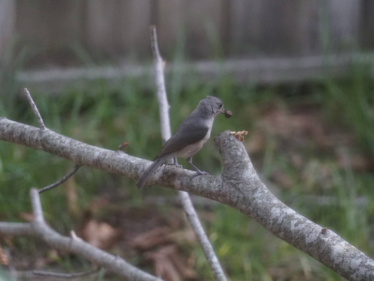 Tufted Titmouse - ML641790942