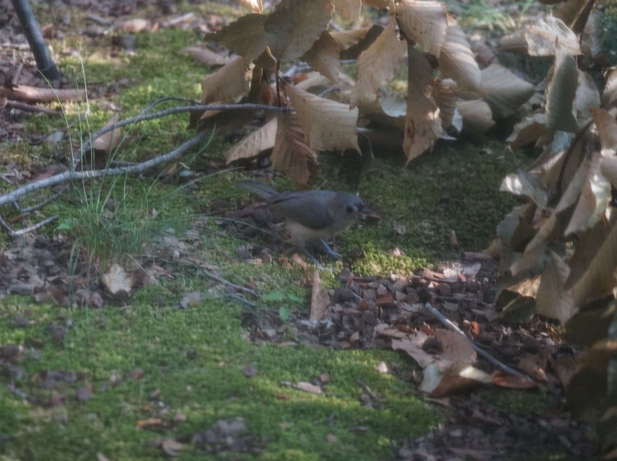 Tufted Titmouse - ML641790943