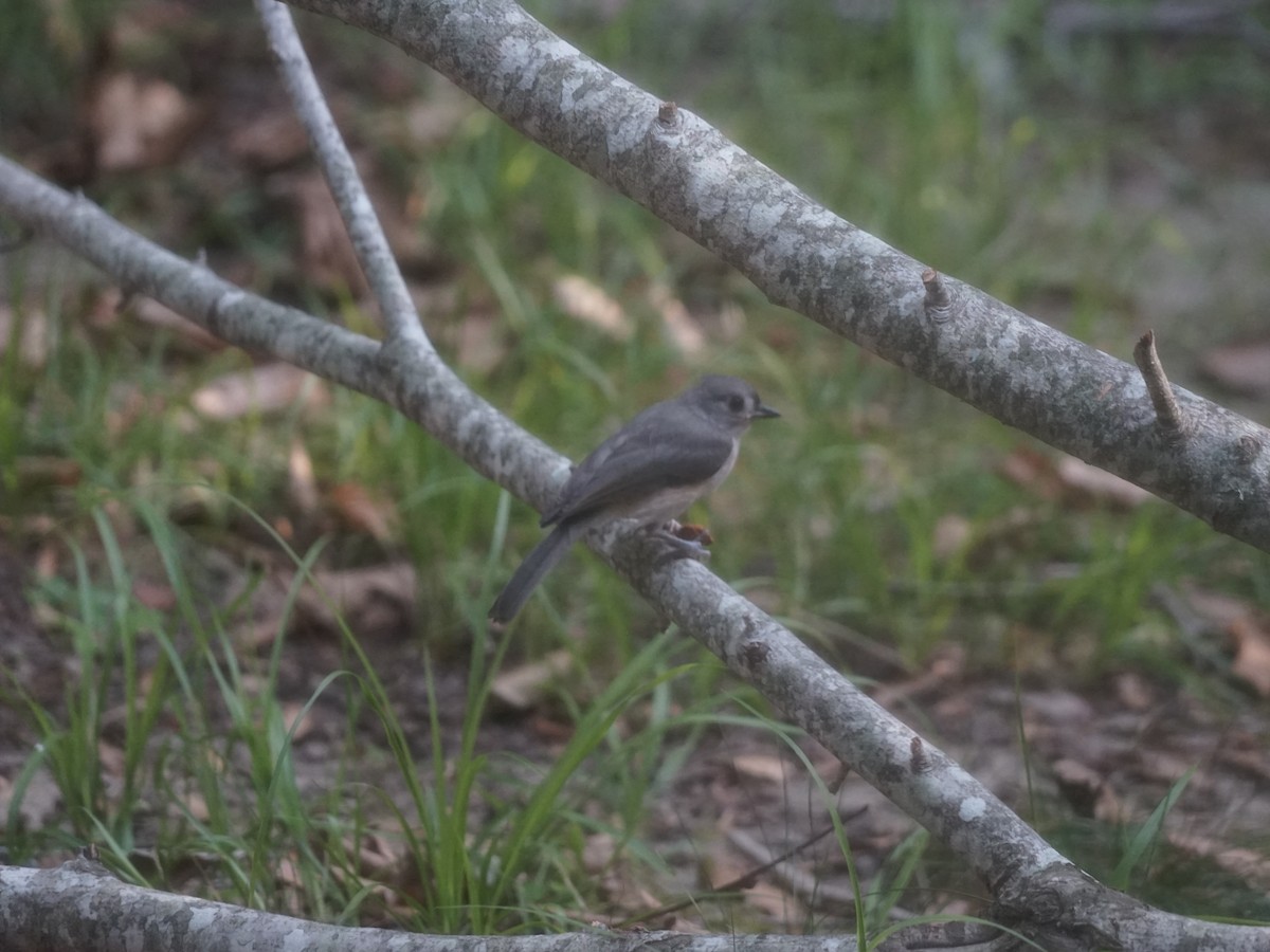Tufted Titmouse - ML641790944