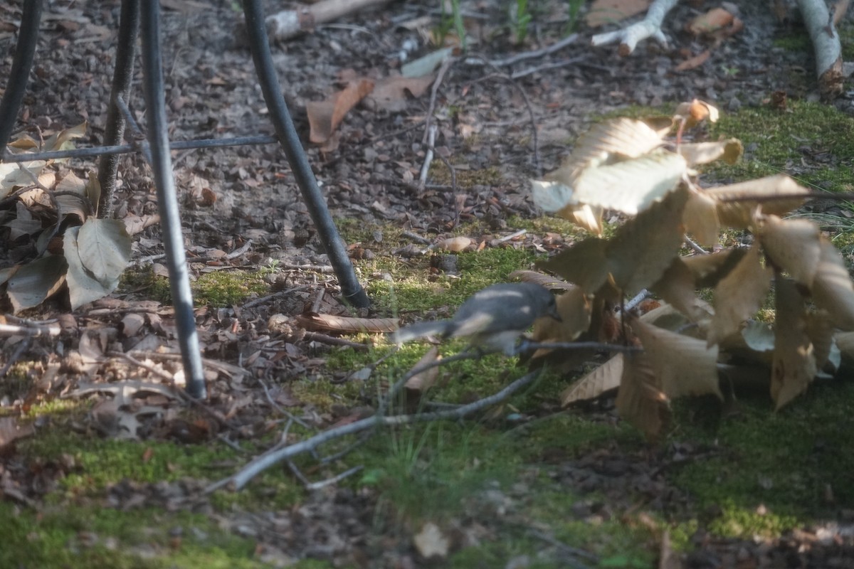 Tufted Titmouse - ML641790945