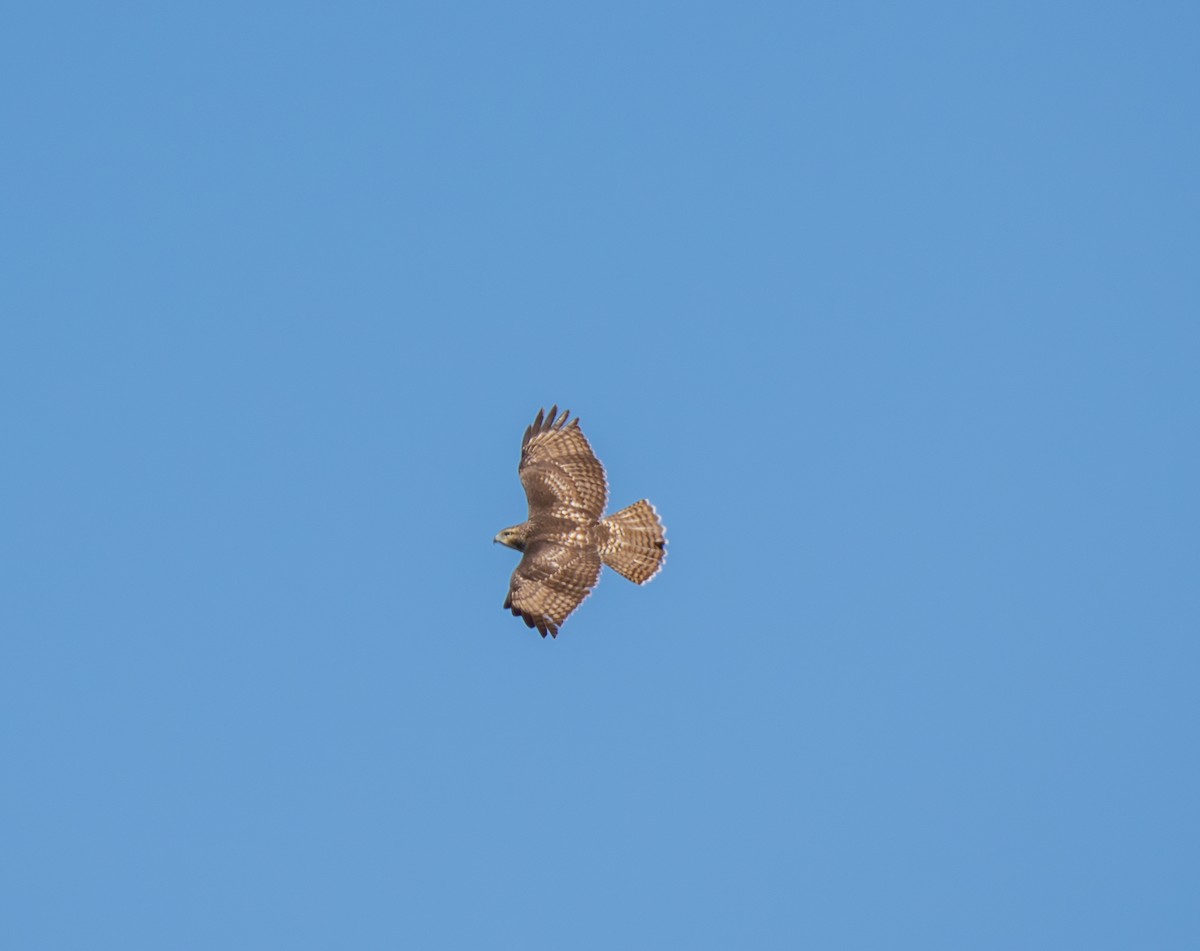 Red-tailed Hawk - ML641790946