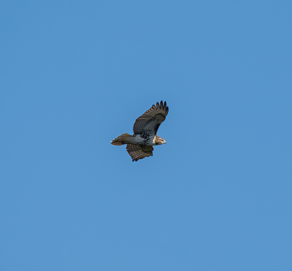 Red-tailed Hawk - ML641790947