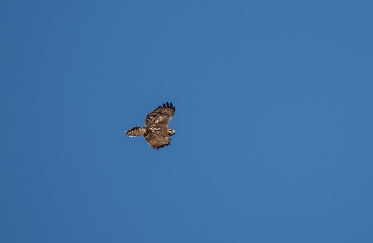 Red-tailed Hawk - ML641790948