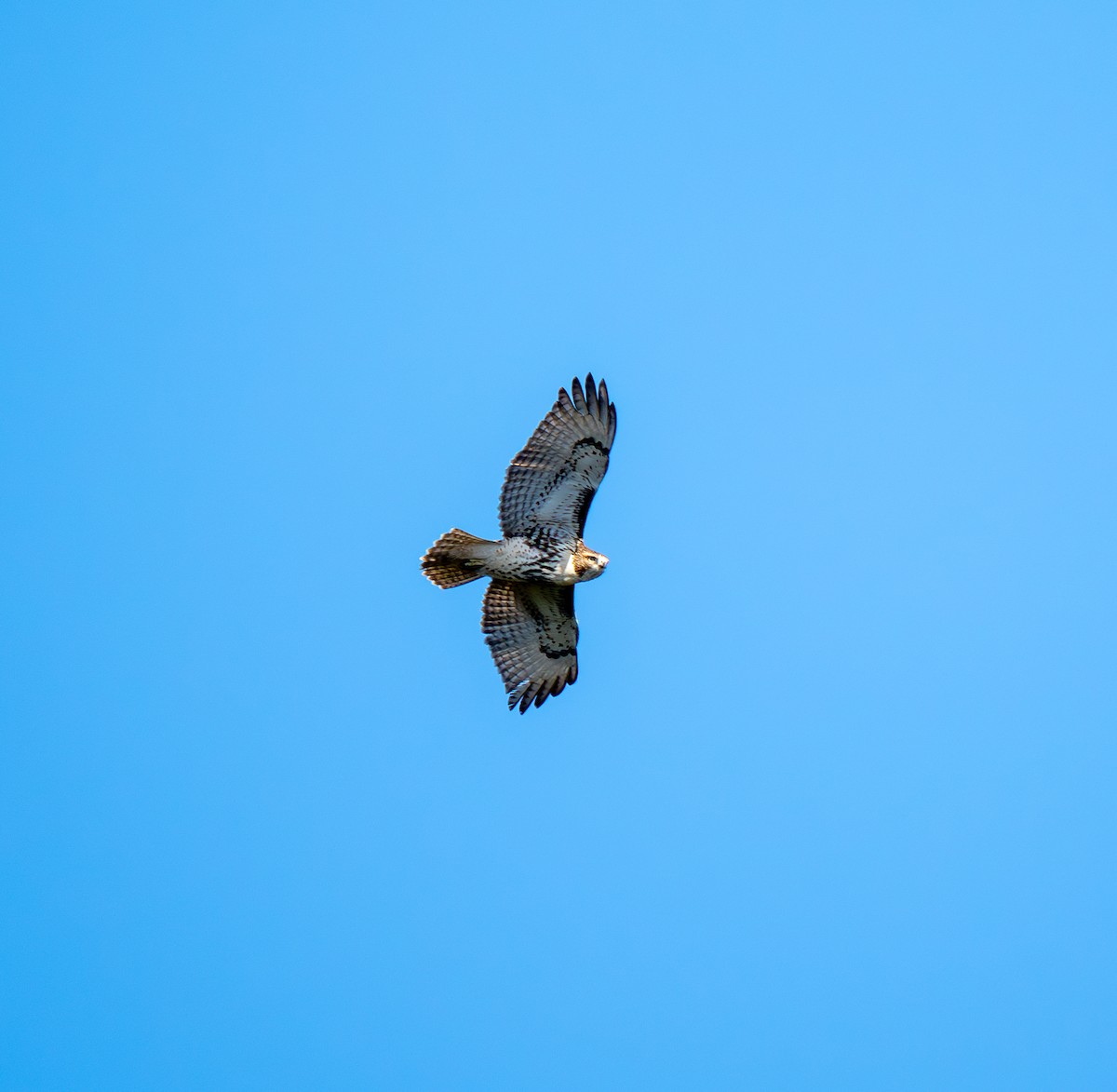 Red-tailed Hawk - ML641790949