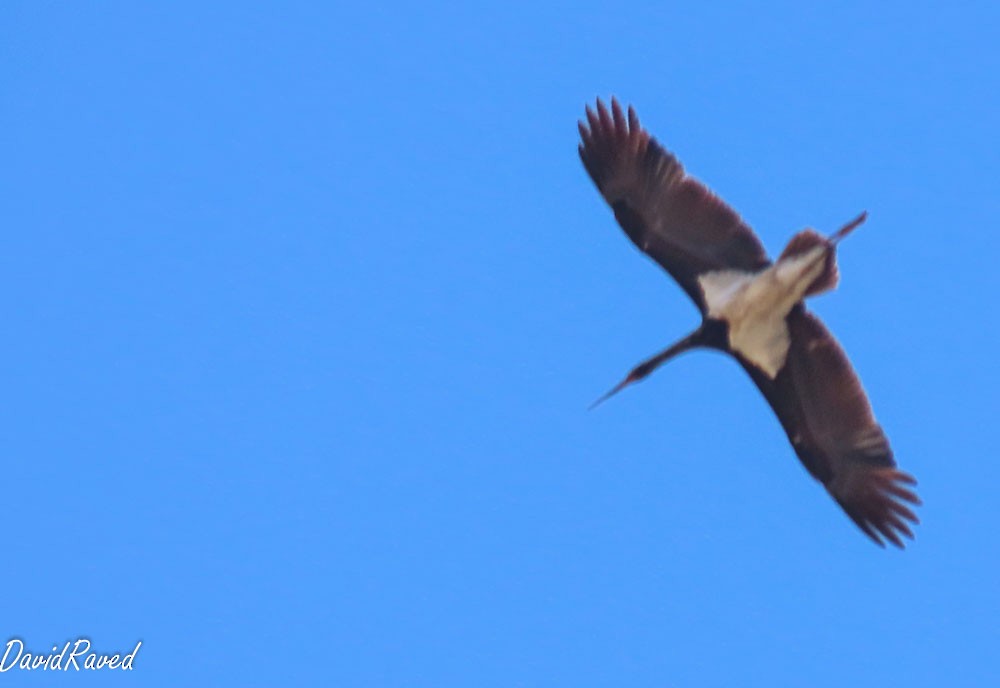 Black Stork - ML641790950