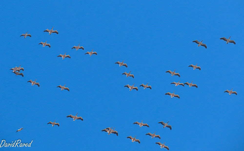 Great White Pelican - ML641790951