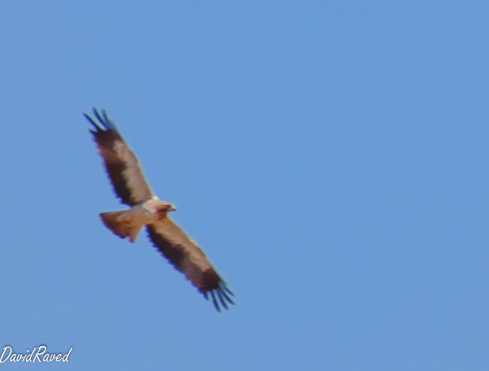 Booted Eagle - ML641790952