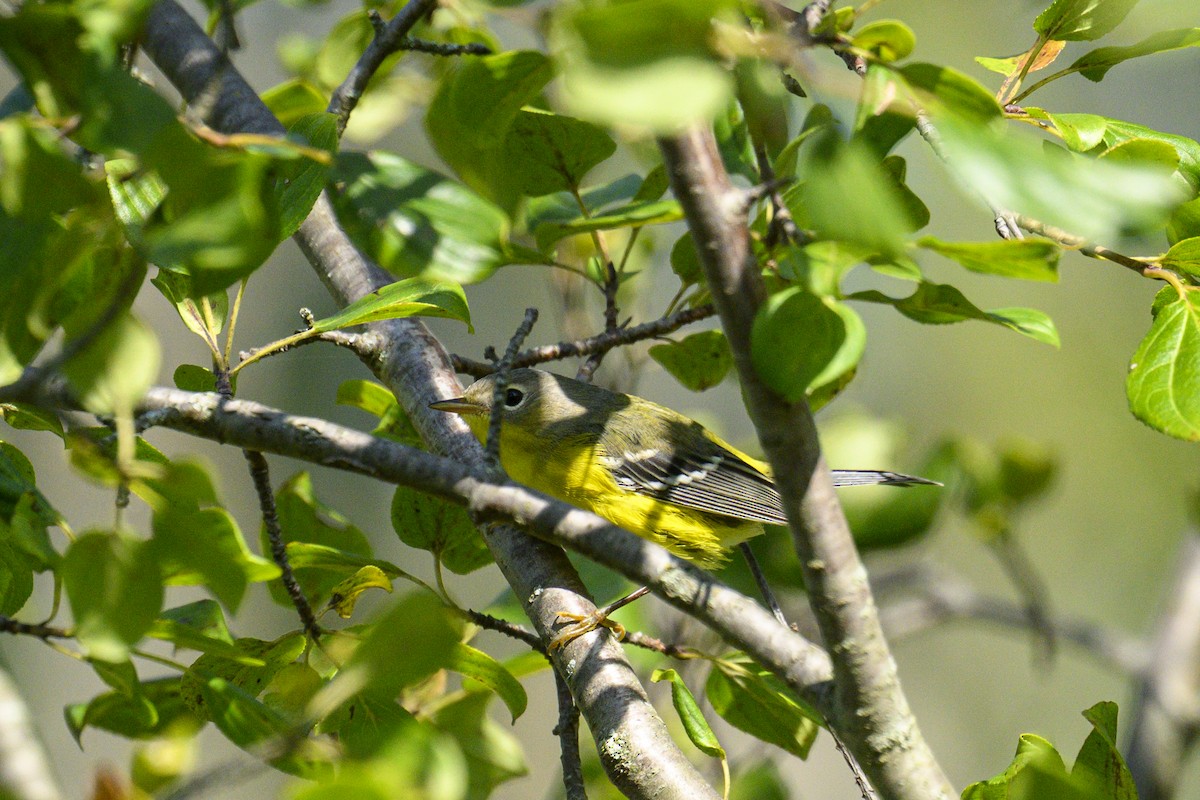 Magnolia Warbler - ML641790953