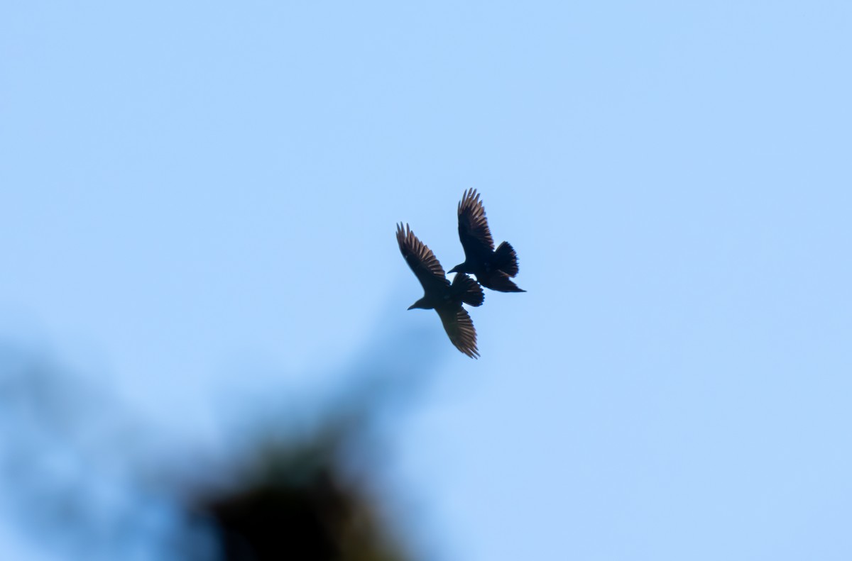 Common Raven - ML641790955
