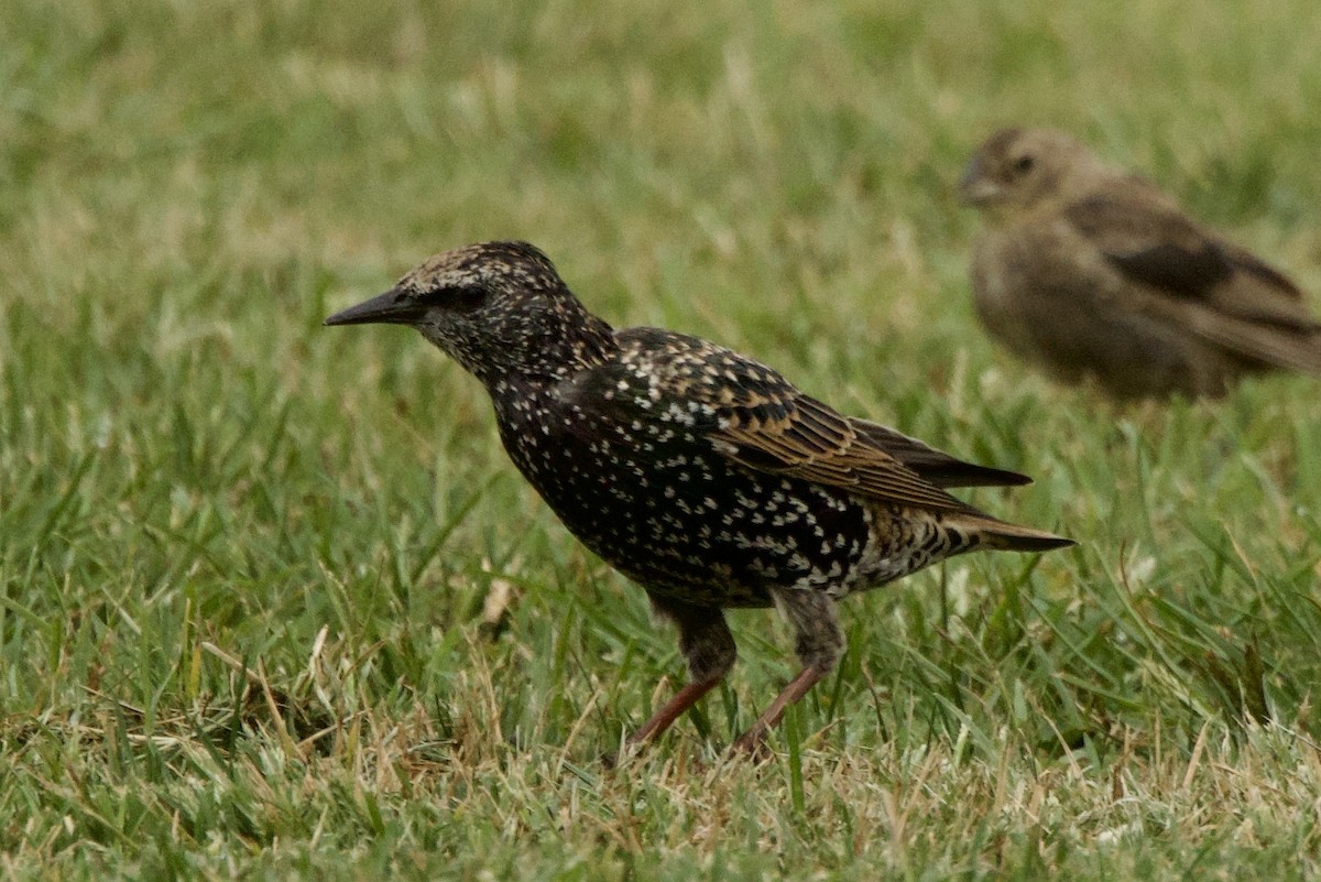 European Starling - ML641790957