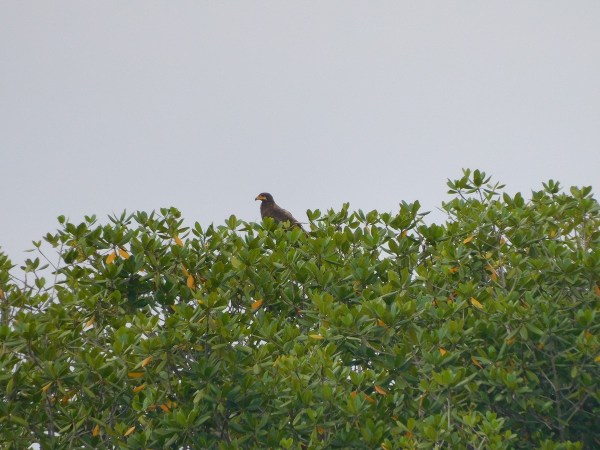 Common Black Hawk - ML641790969