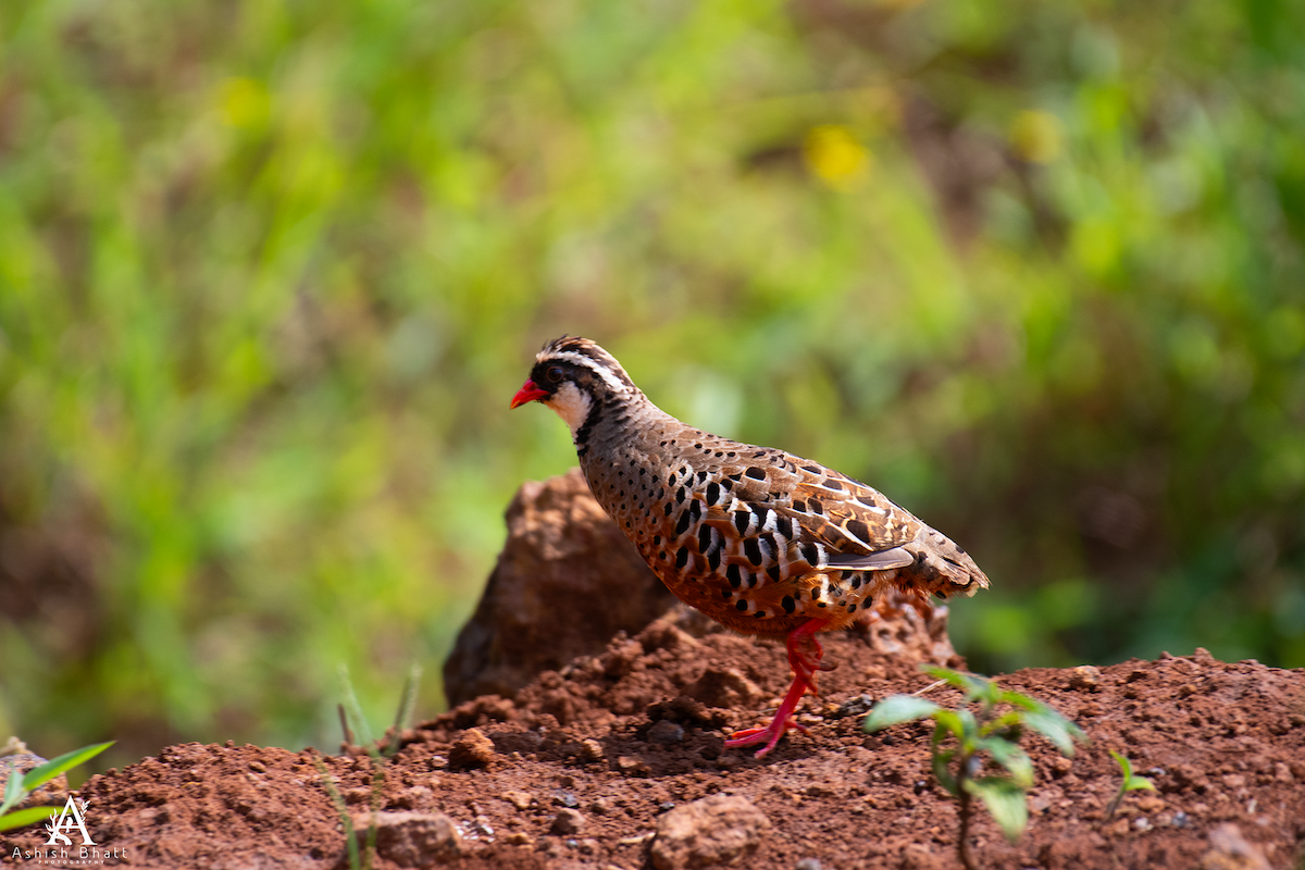 Painted Bush-Quail - ML641790990