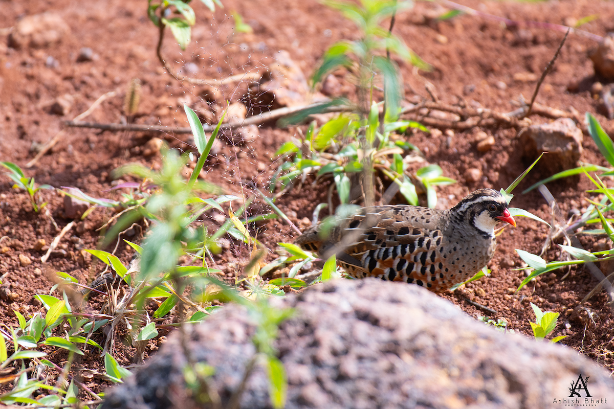 Painted Bush-Quail - ML641790991
