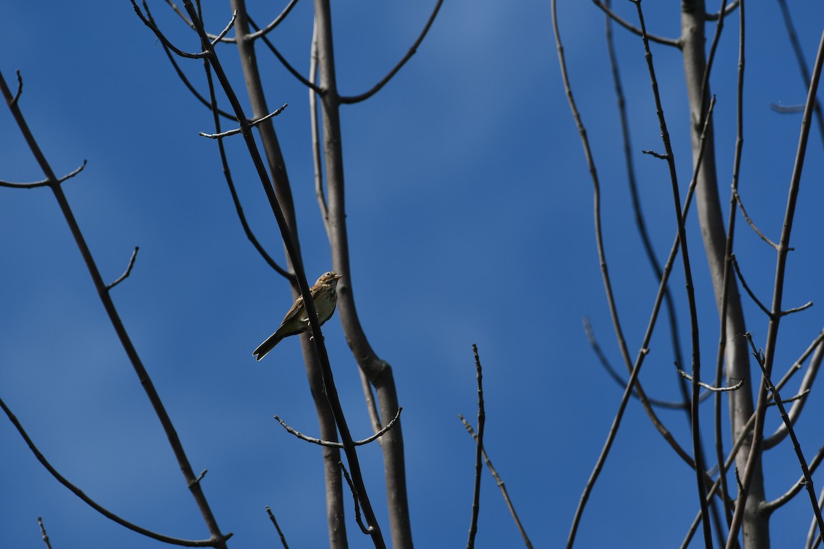 Vesper Sparrow - ML641791004
