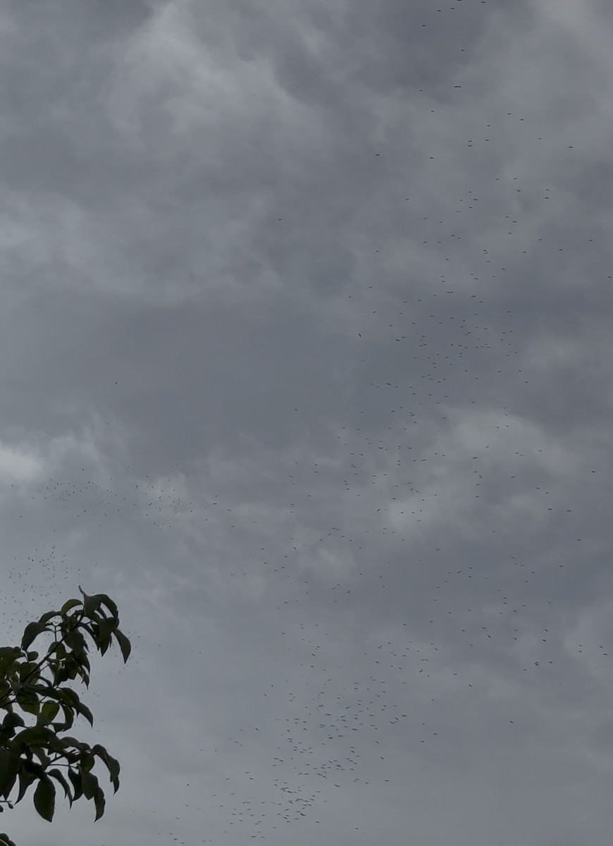 Mississippi Kite - ML641791005