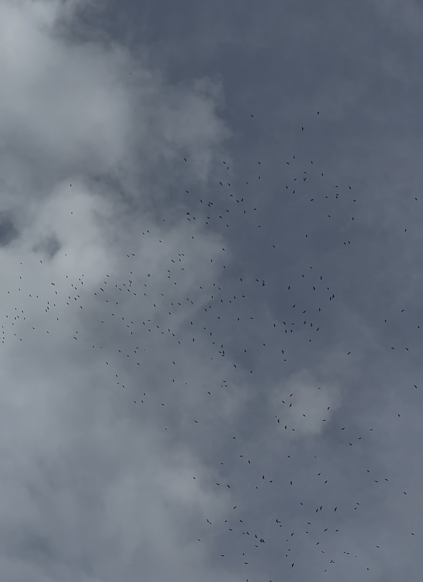 Mississippi Kite - ML641791006