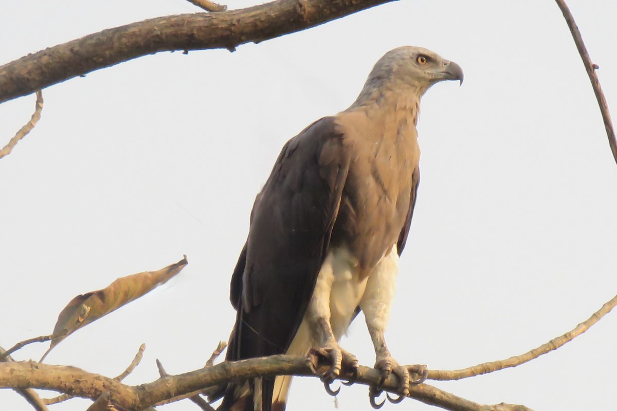 Gray-headed Fish-Eagle - ML641791008