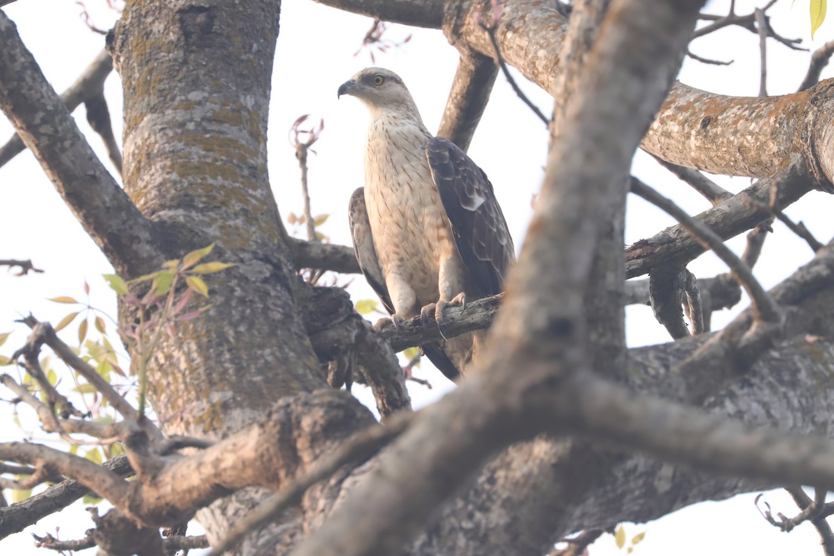 Gray-headed Fish-Eagle - ML641791009