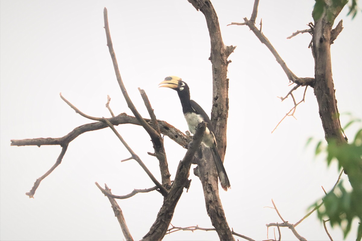 Oriental Pied-Hornbill - ML641791027