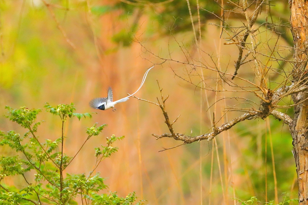カワリサンコウチョウ - ML641791037