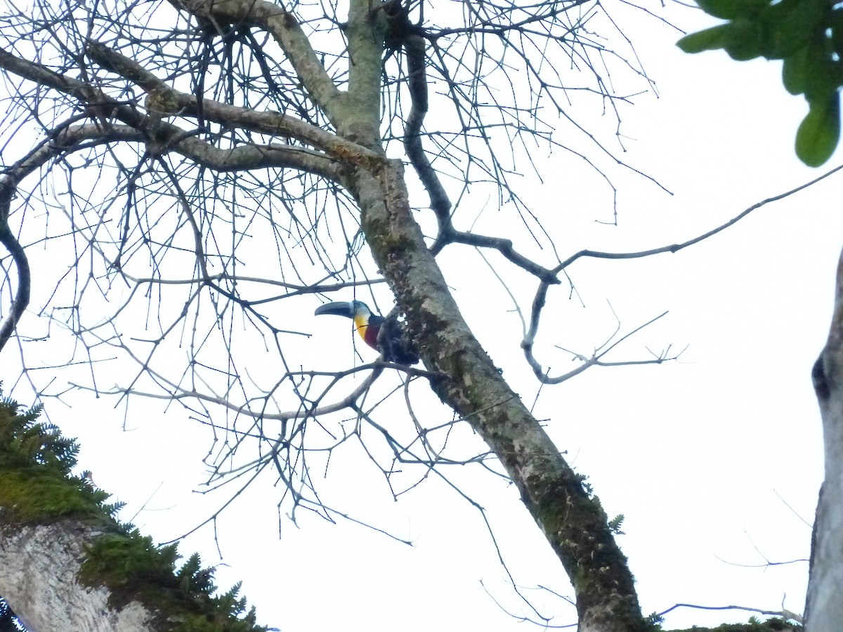 Channel-billed Toucan - ML641791050