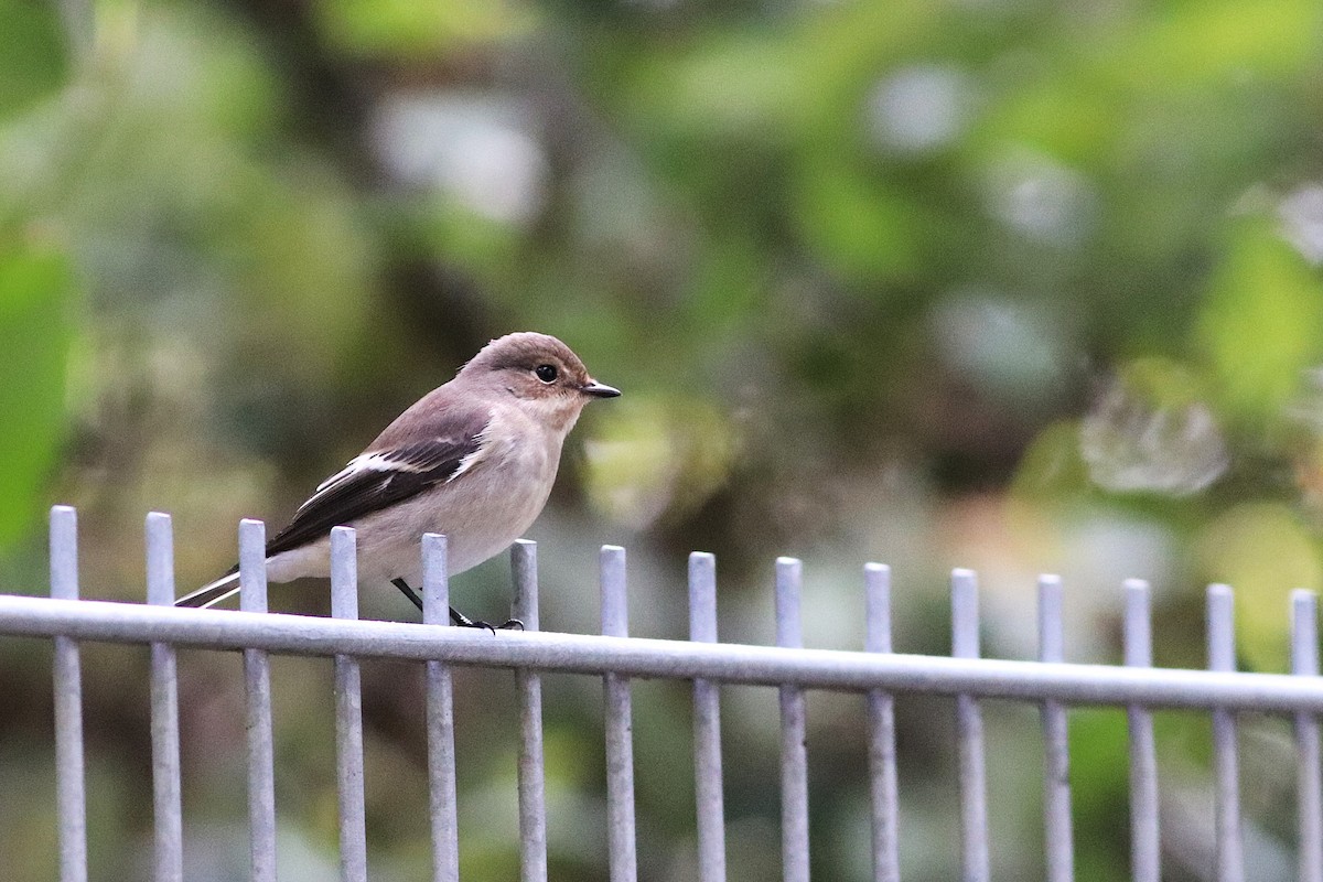European Pied Flycatcher - ML641791057