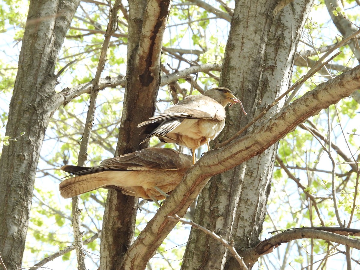 Chimango Caracara - ML641791078