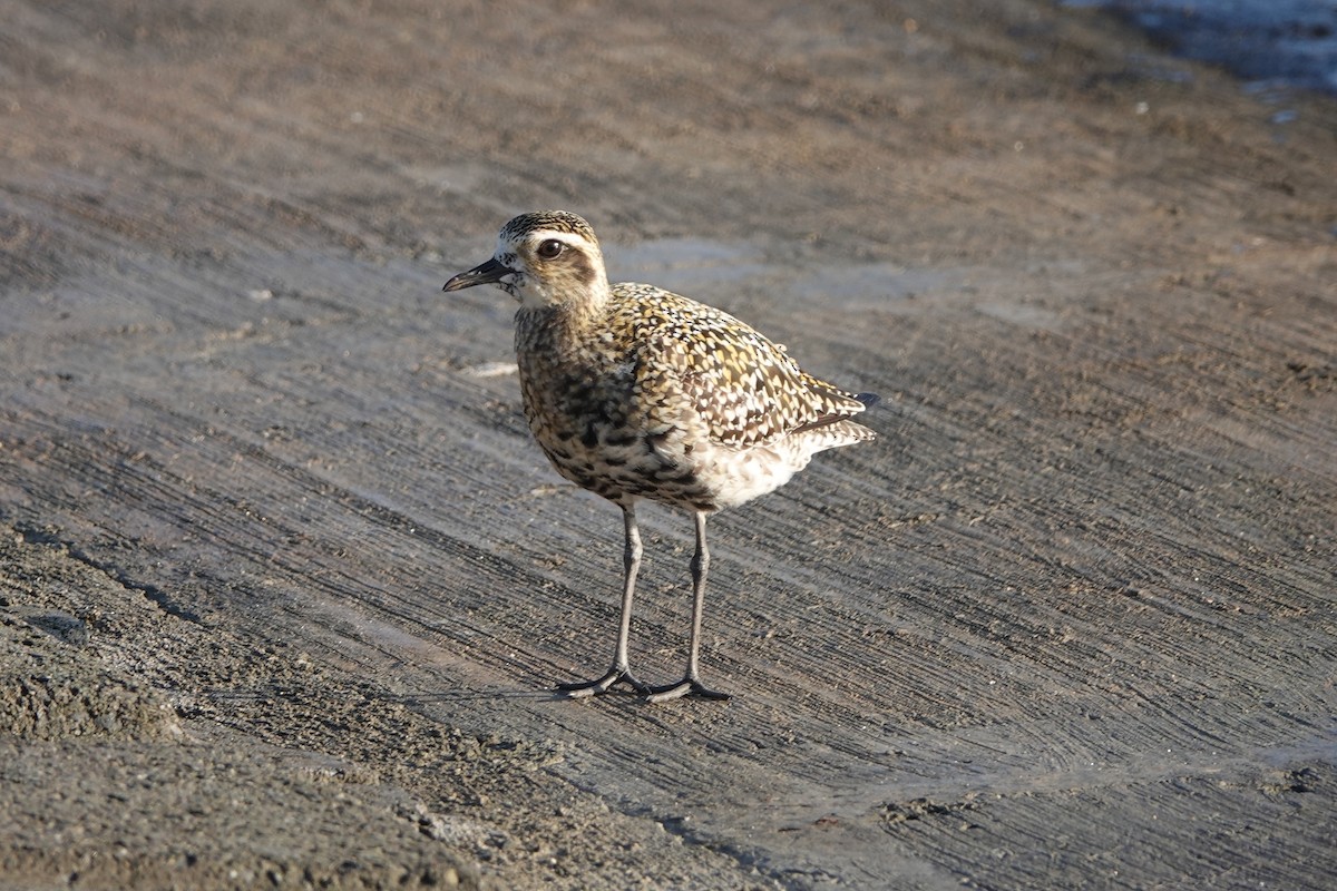 חופזי קטן - ML641791084