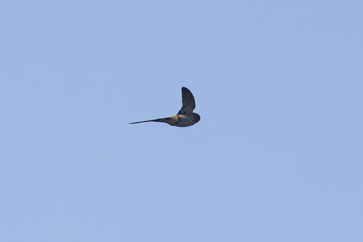 Lesser Striped Swallow - ML641791096
