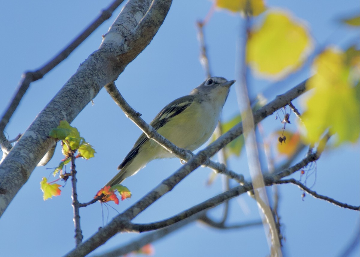 Blue-headed Vireo - ML641791115