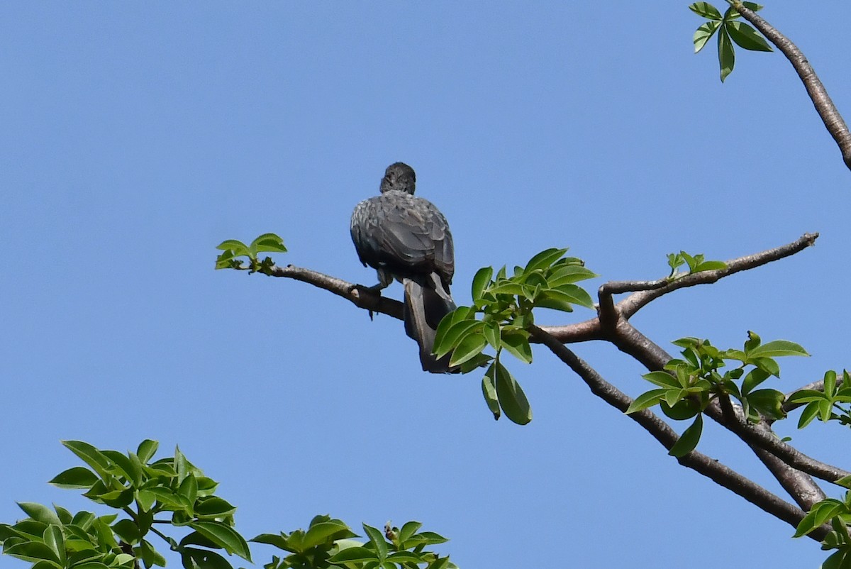 flekkturako - ML641791145