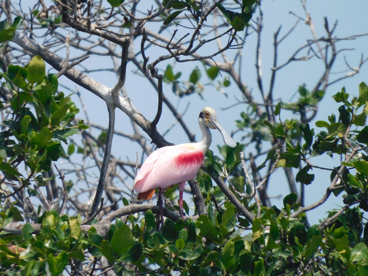 rosenskjestork - ML641791151