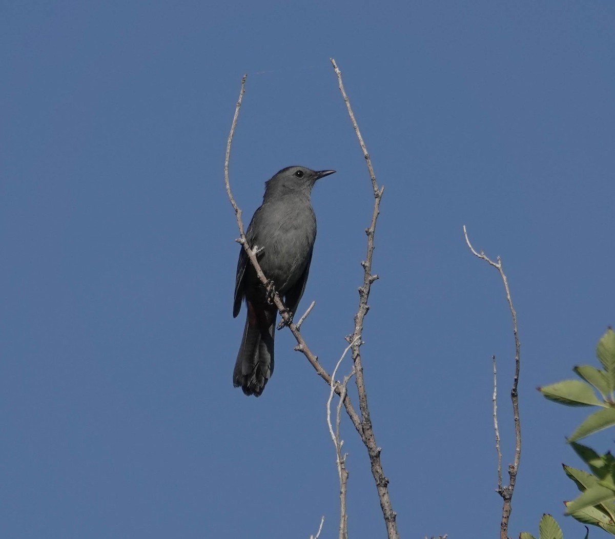 Pájaro Gato Gris - ML641791159