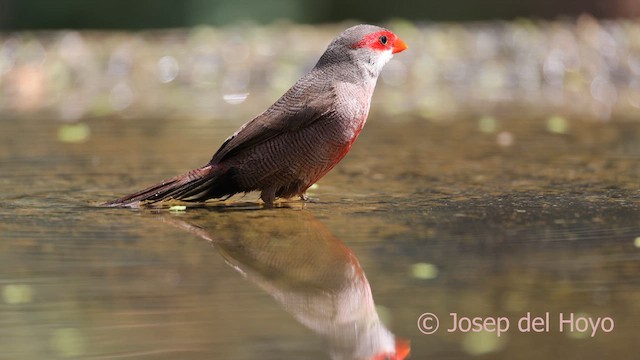 Common Waxbill - ML641791175